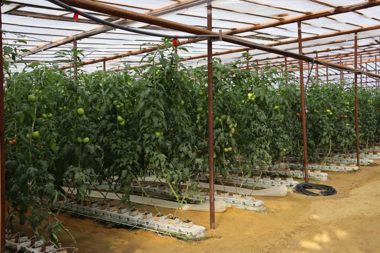 В саратовском селе созревает урожай томатов